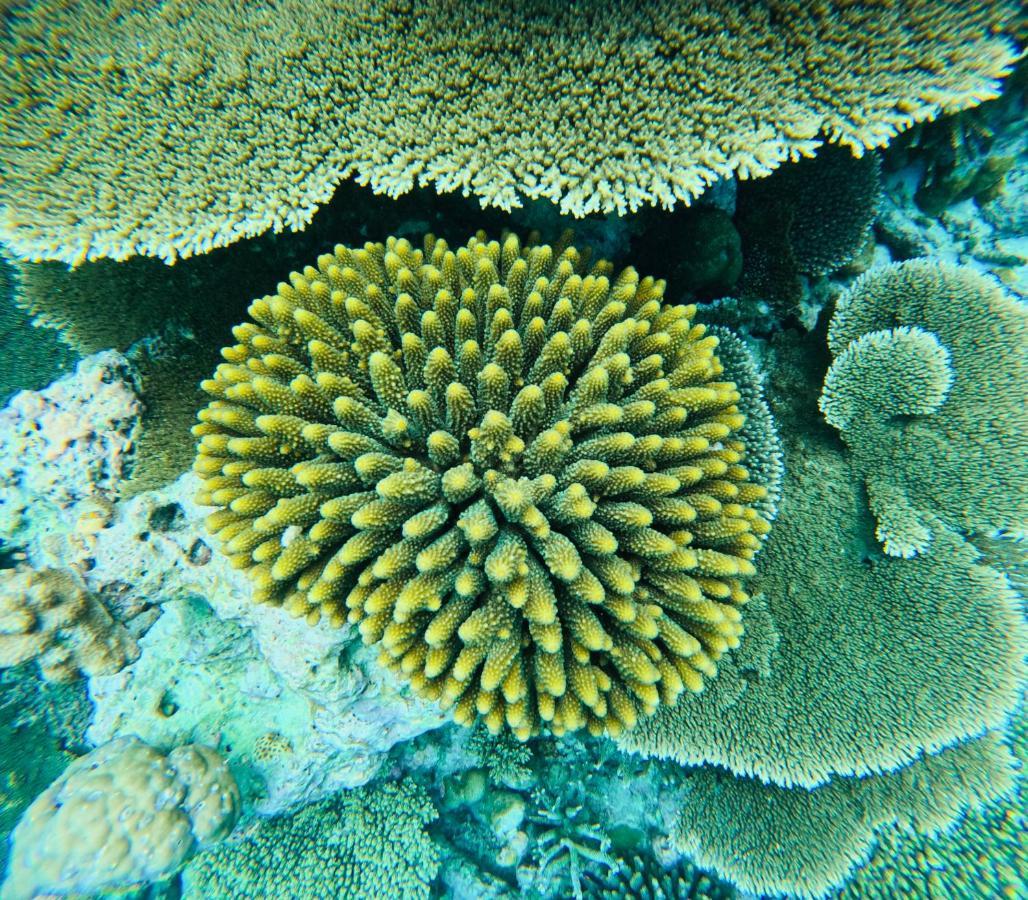 Fulidhoo Ihaa Lodge Exteriör bild